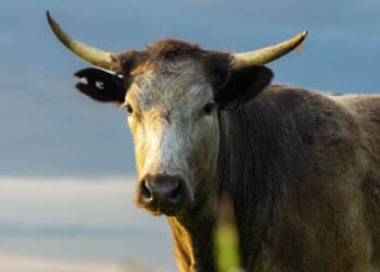 'These Government Agencies Are About as Useful as Nipples on a Bull': Carl Higbie [WATCH]