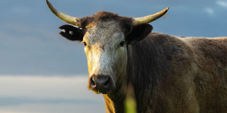 'These Government Agencies Are About as Useful as Nipples on a Bull': Carl Higbie [WATCH]