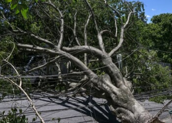 Two Children Critically Injured By Falling Tree While Waiting For Bus During Powerful Winds In Idaho