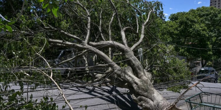 Two Children Critically Injured By Falling Tree While Waiting For Bus During Powerful Winds In Idaho