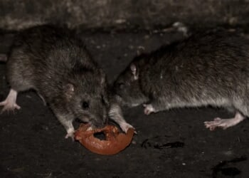 Washington Officials Issue Toilet Rat Warning After Historic Flooding