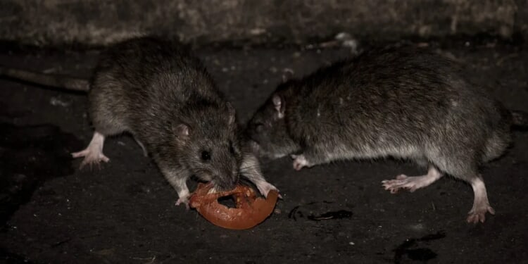 Washington Officials Issue Toilet Rat Warning After Historic Flooding