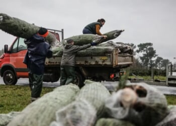 ‘It Makes You Sick’: Someone Somehow Made Off With Roughly 200 Christmas Trees