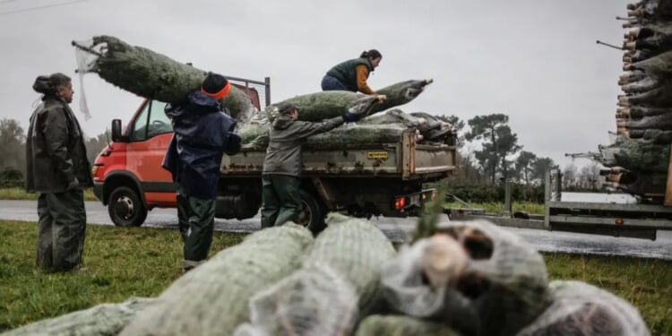 ‘It Makes You Sick’: Someone Somehow Made Off With Roughly 200 Christmas Trees