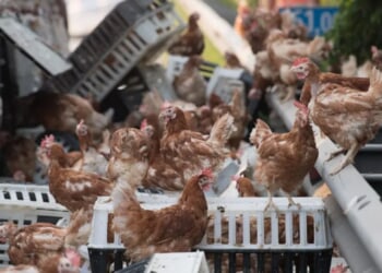 ‘We Shot The Chickens’: Troopers Shoot Chickens On Highway