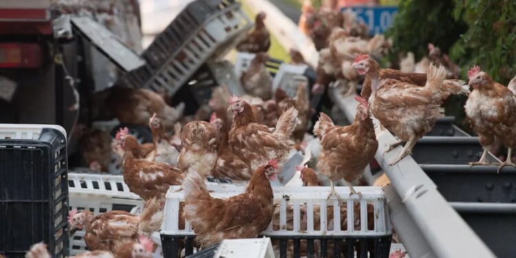 ‘We Shot The Chickens’: Troopers Shoot Chickens On Highway