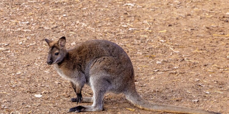 Escaped wallaby recovered in parking lot of Walmart in New Jersey