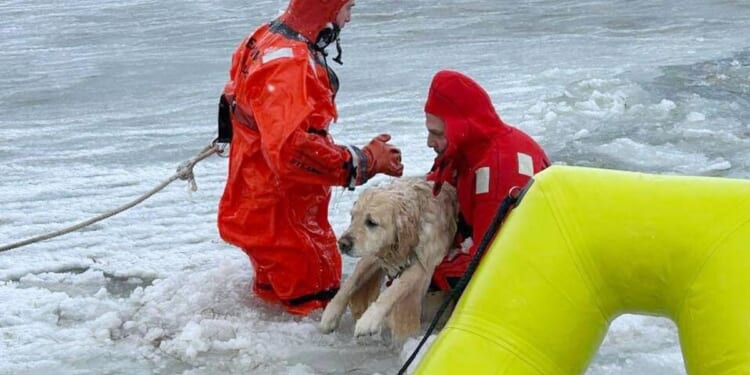 Rhode Island firefighters rescue a yellow Lab from an icy pond on New Year's Day