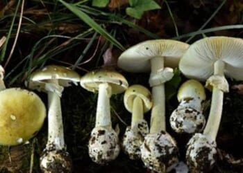 Death cap mushrooms in California kill 3, lead to liver transplants in 3 others