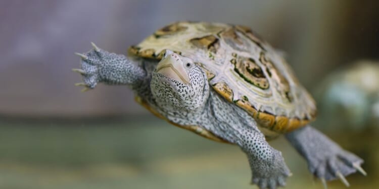 Terrapin hatchling found at National Zoo