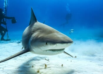 Fourth Shark Attack in 3 Days Prompts Beach Closures Across Australia’s New South Wales Coast [WATCH]