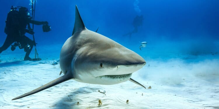 Fourth Shark Attack in 3 Days Prompts Beach Closures Across Australia’s New South Wales Coast [WATCH]