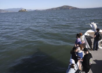 In a first, coyote swims from mainland California to Alcatraz Island