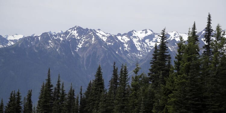 Falling tree kills 2 women hiking in Olympic National Forest
