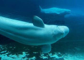 Canada gives conditional approval for Marineland to export remaining belugas to the U.S.