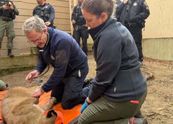 Adventurous mountain lion roams posh San Francisco neighborhood before being captured