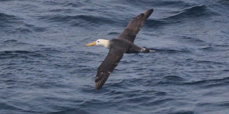 Waved albatross, Galapagos seabird, wandered 3,000 miles to California