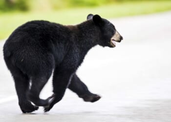 Stay away from bear dens, watch out for male bears, Virginia wildlife officials warn
