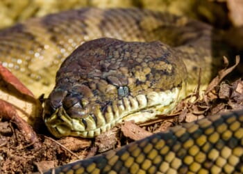 Australian Woman Wakes in Bed to 8-Foot Python Coiled on Her Chest