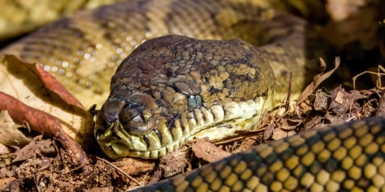 Australian Woman Wakes in Bed to 8-Foot Python Coiled on Her Chest