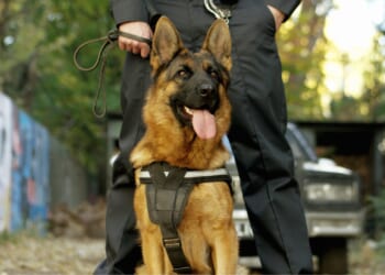 North Carolina Police K-9 Helps Rescue Missing Teenager With Special Needs During Winter Storm