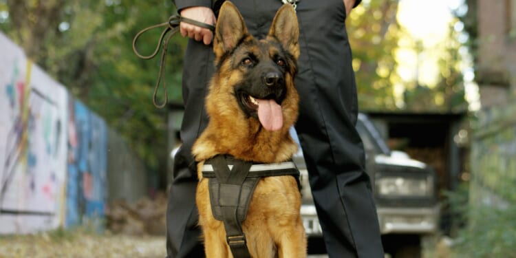 North Carolina Police K-9 Helps Rescue Missing Teenager With Special Needs During Winter Storm