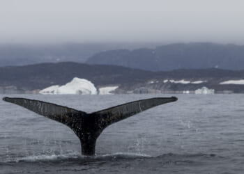 Greenland: All Cost, No Benefit | The American Spectator