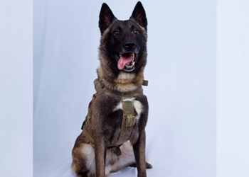 Minneapolis Kennel Employee Leaves Nasty Note on Border Patrol K-9's Feed Chart – Twitchy