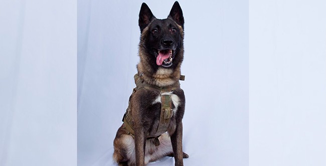 Minneapolis Kennel Employee Leaves Nasty Note on Border Patrol K-9's Feed Chart – Twitchy