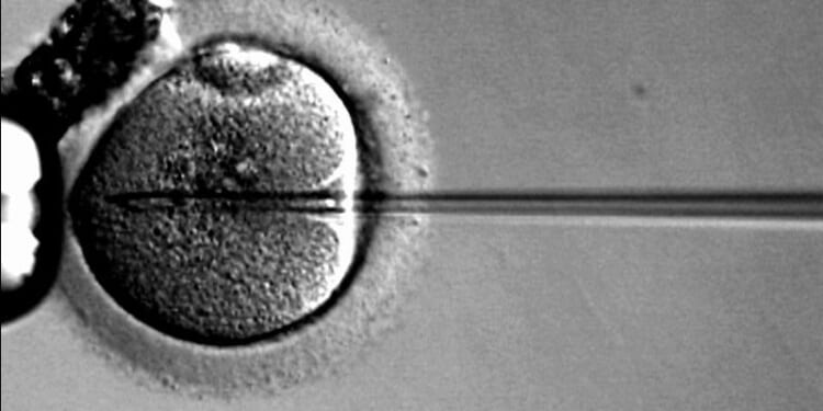 New York State Serves Up Insanity on Egg Freezing | The American Spectator