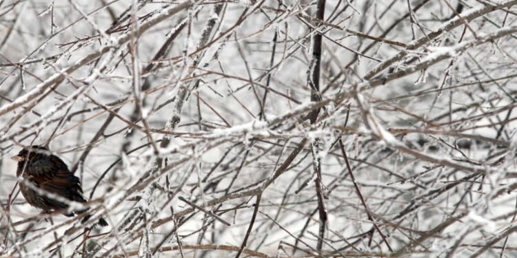 Northern US To Experience Snow, Ice As Back-To-Back Storms Forecast To Move Through Region