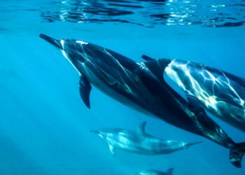 Roger Gale: There is more than just compassion in Britain defending and protecting marine life