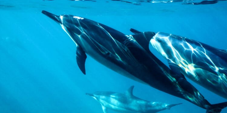 Roger Gale: There is more than just compassion in Britain defending and protecting marine life