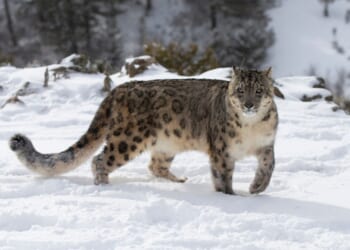 Skier Mauled by Snow Leopard After Getting Too Close for a Photo [WATCH]