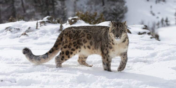 Skier Mauled by Snow Leopard After Getting Too Close for a Photo [WATCH]