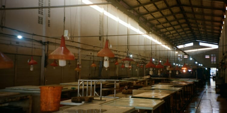 The War on Labor Expense is Renormalizing Slavery, Just in a 21st Century Form | The American Spectator