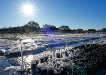 Additional winter weather leads to heavy snow, canceled flights and, in Florida, falling iguanas