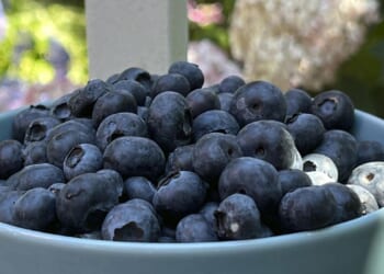FDA elevates frozen blueberry recall to highest risk level over listeria contamination threat