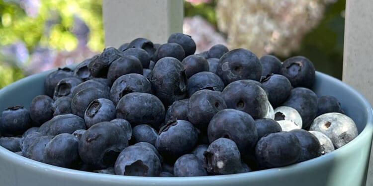 FDA elevates frozen blueberry recall to highest risk level over listeria contamination threat