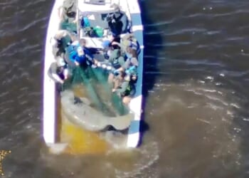 Injured mother manatee and calf are rescued in Florida and taken to SeaWorld Orlando