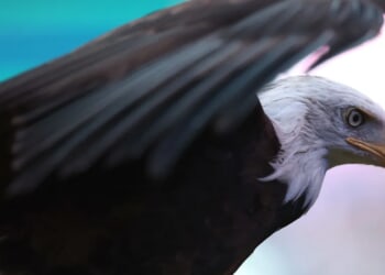 Bald Eagle Discovered With Gunshot Wound To Be Euthanized