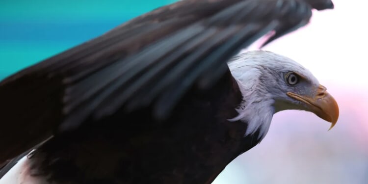Bald Eagle Discovered With Gunshot Wound To Be Euthanized