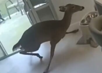 Florida Deputies Answer Bizarre Call After Deer Breaks Into Orange County Home [WATCH]