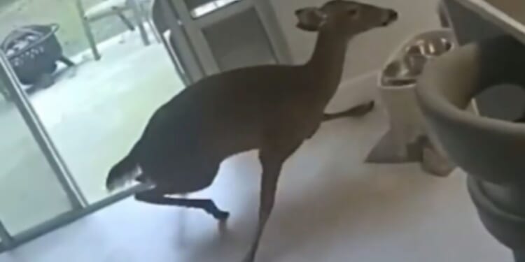 Florida Deputies Answer Bizarre Call After Deer Breaks Into Orange County Home [WATCH]