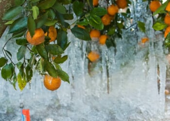 Florida’s Agriculture Industry Loses More Than $3 Billion Due To Arctic Blasts