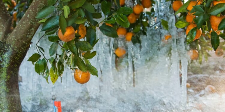 Florida’s Agriculture Industry Loses More Than $3 Billion Due To Arctic Blasts