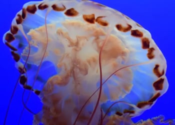 Rare Bus-Sized Phantom Jellyfish Spotted On Deep Sea Video Off Coast Of Argentina