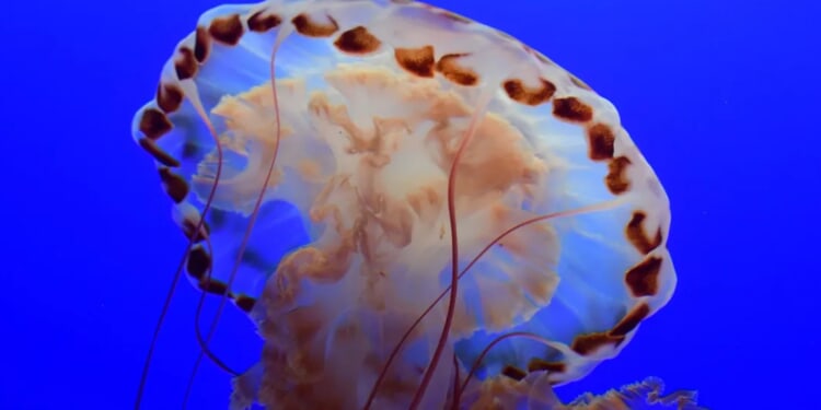 Rare Bus-Sized Phantom Jellyfish Spotted On Deep Sea Video Off Coast Of Argentina