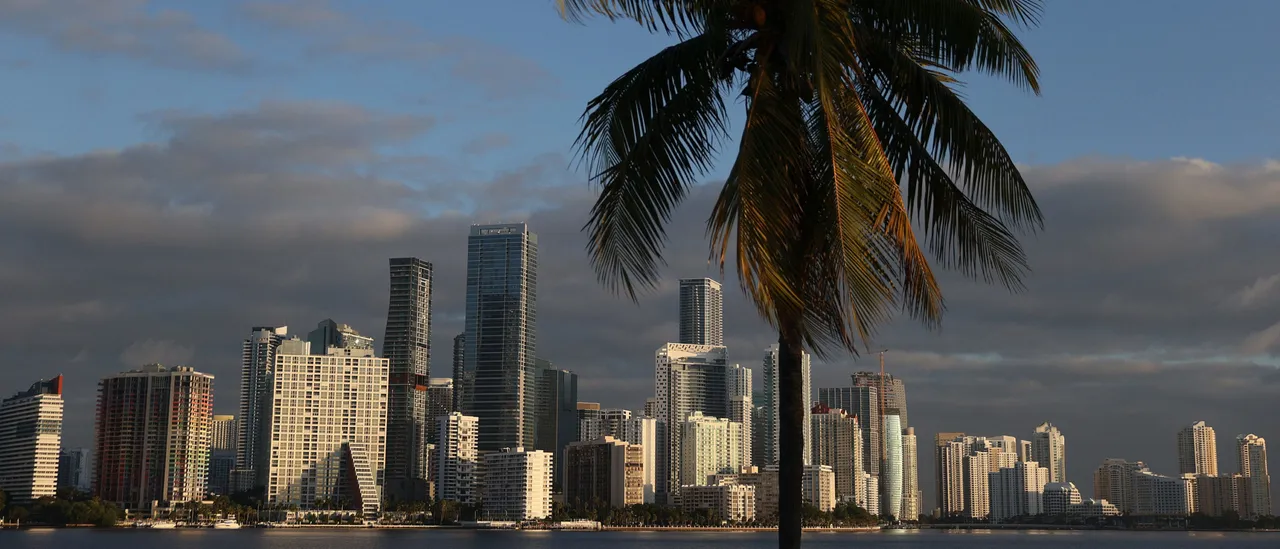MIAMI, FLORIDA - OCTOBER 27: A palm tree frames the city skyline on October 27, 2021 in Miami, Florida. Some cities in Florida are encouraging the planting of canopy trees, including species such as Gumbo Limbo, Oak, Ash, Elm and Syncamore, in place of palms. Palm trees do not sequester carbon at the same rate as native canopy trees to help with climate change. A tree absorbs carbon during photosynthesis and stores it for the tree's life, but Florida's palm trees are the least effective at carbon sequestration. (Photo by Joe Raedle/Getty Images)