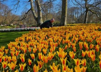 Dutch Embassy-backed tulip event in D.C. sells out as demand crashes website